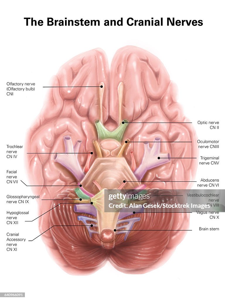 Anatomy of human brain stem and cranial nerves.