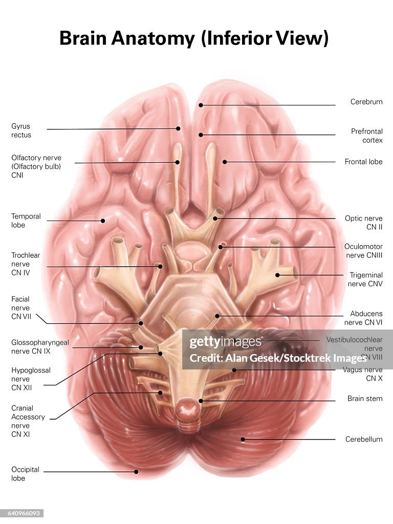 Anatomy of human brain, inferior view.
