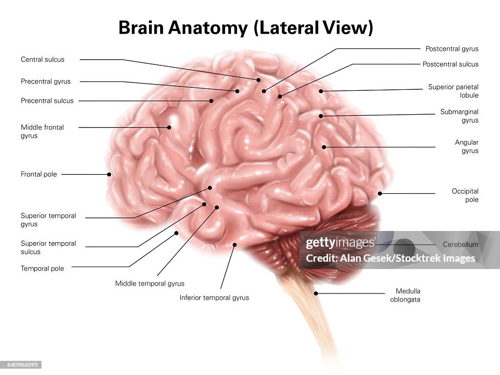 Human brain anatomy, lateral view.