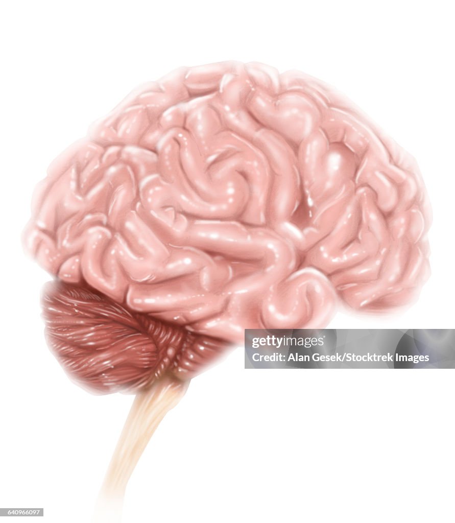 Human brain anatomy, lateral view, with labels.
