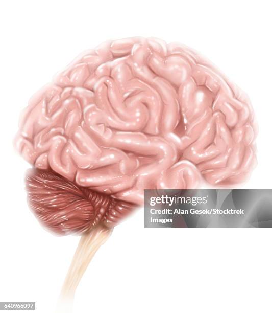 human brain anatomy, lateral view, with labels. - neuroanatomy stock illustrations