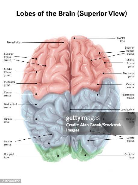 Superior View Of Human Brain With Colored Lobes And Labels High