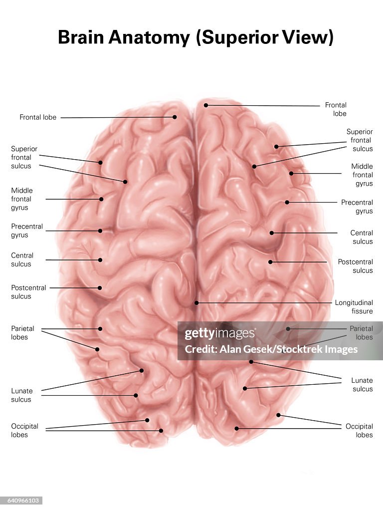 Human brain anatomy, superior view.