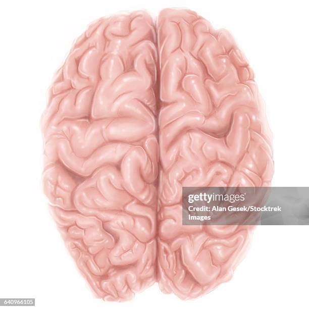 superior view of human brain. - human-brain-top-view stock illustrations