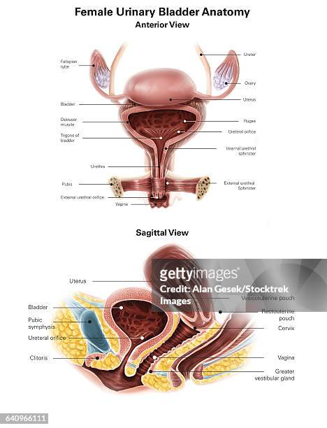 anterior view and sagittal view of female urinary bladder. - schambeinfuge stock-grafiken, -clipart, -cartoons und -symbole