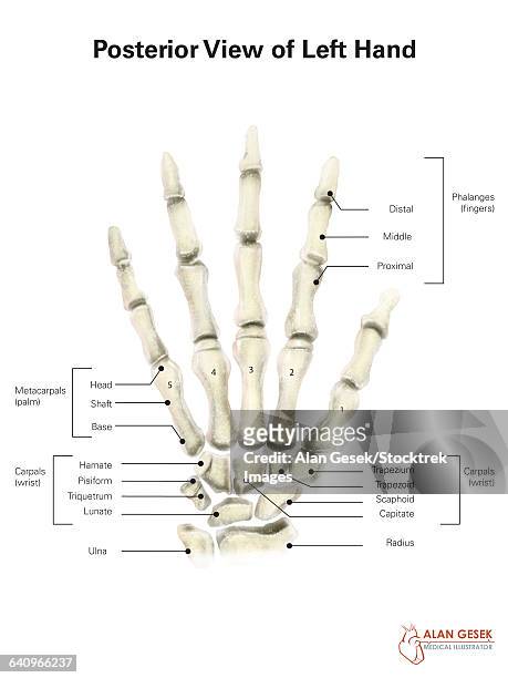 posterior view of left hand, with labels. - proximal phalanges stock illustrations