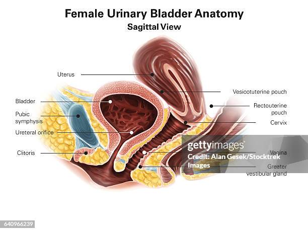 ilustraciones, imágenes clip art, dibujos animados e iconos de stock de sagittal view of female urinary bladder. - trompas de falopio