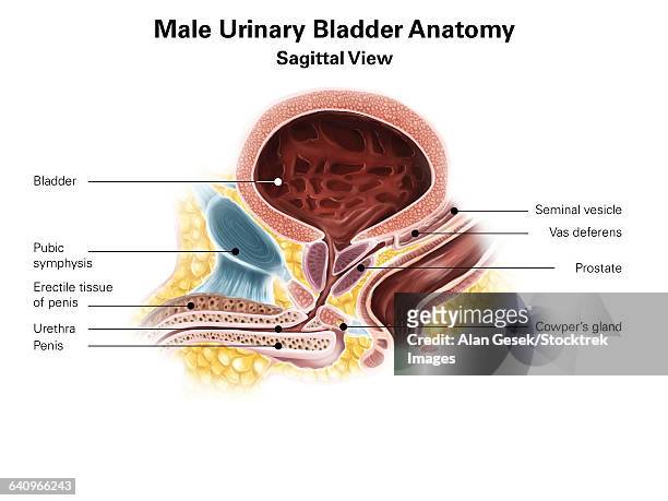 sagittal view of male urinary bladder. - male crotch stock illustrations