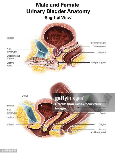 anatomy of male and female urinary bladder, with labels. - 性腺点のイラスト素材／クリップアート素材／マンガ素材／アイコン素材