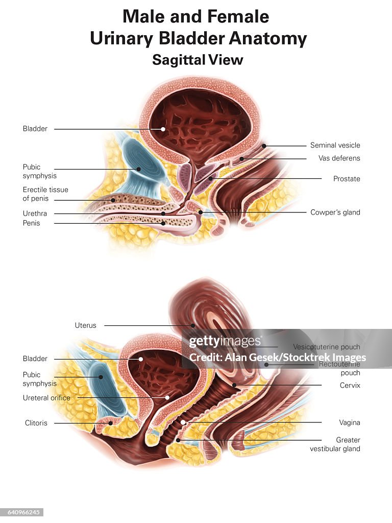 Anatomy of male and female urinary bladder, with labels.