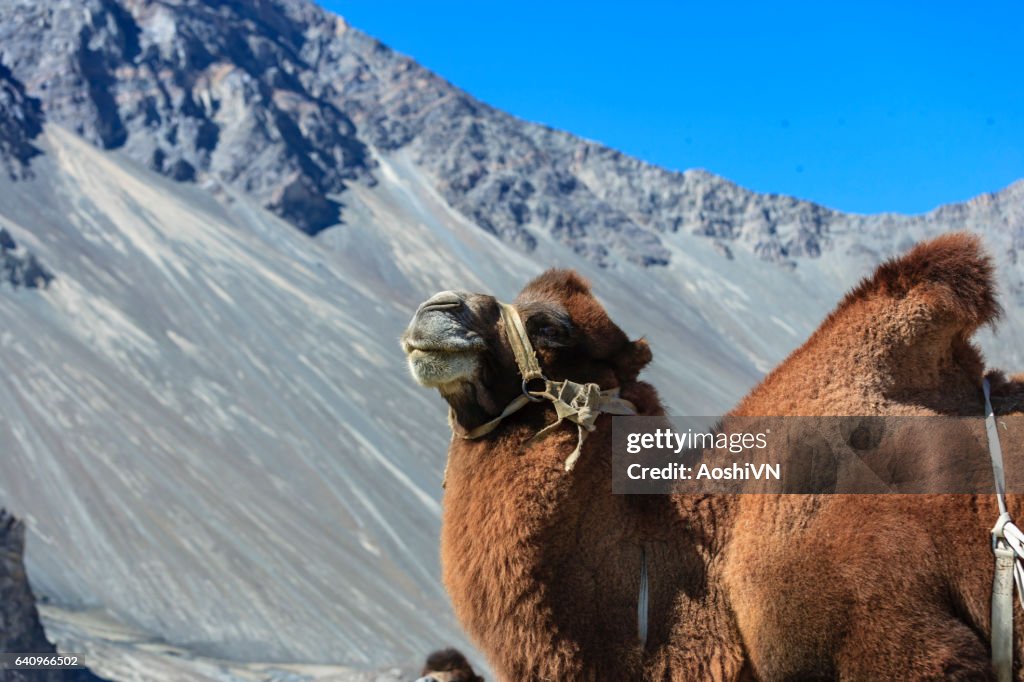 Kamel im Nubra Valley