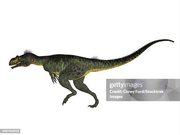megalosaurus dinosaur, side view. - megalosaurus stock illustrations