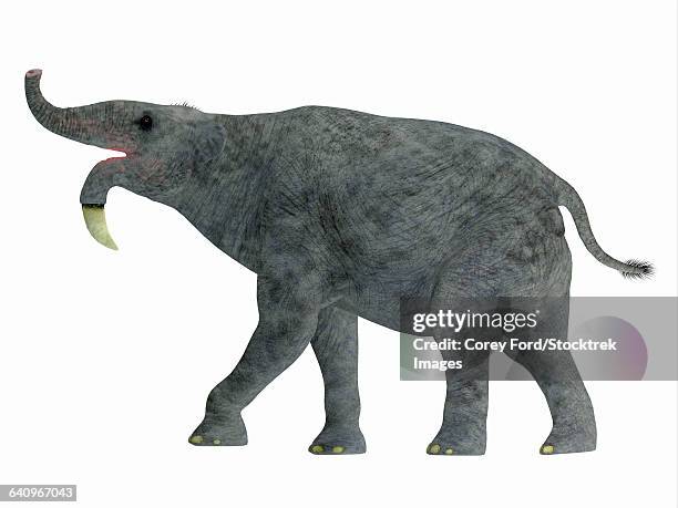 deinotherium mammal, side view. - tertiary period stock illustrations
