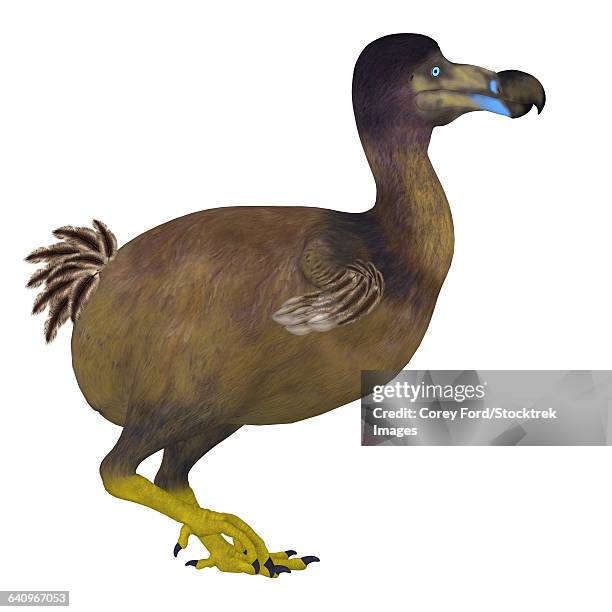 Dodo Rind 8,576 Of Dodo Stock Photos, High-Res Pictures, and Images - Getty Images