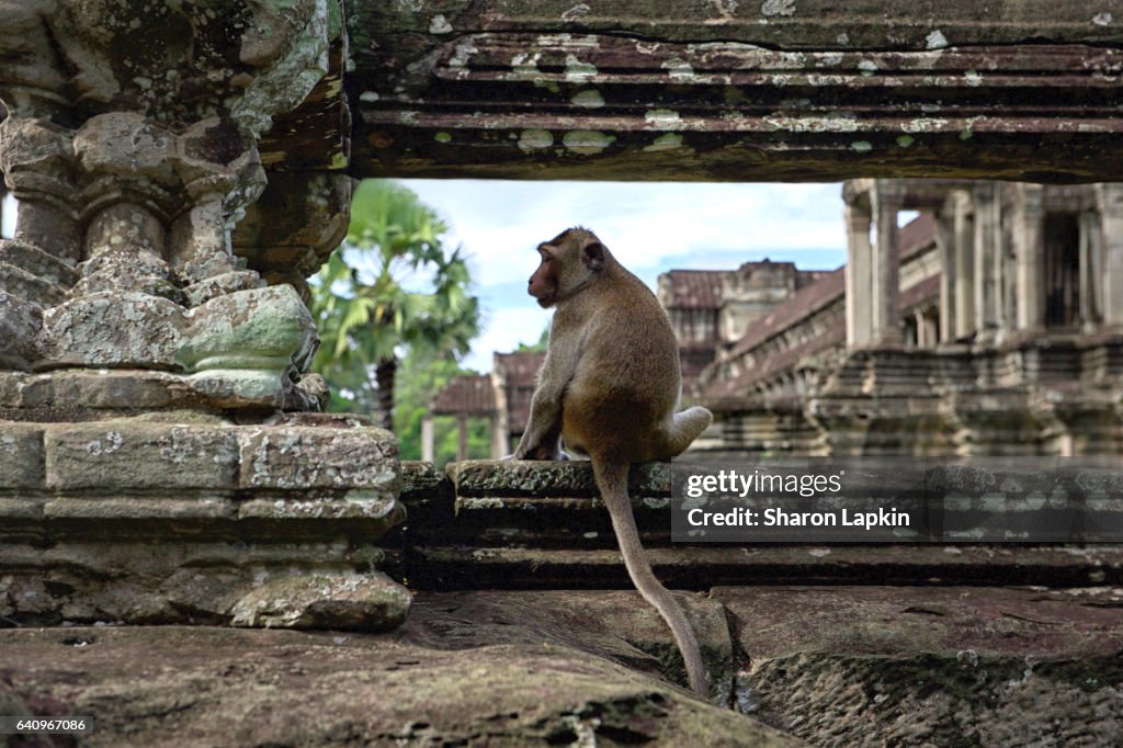 Monkey at Angkor Wat