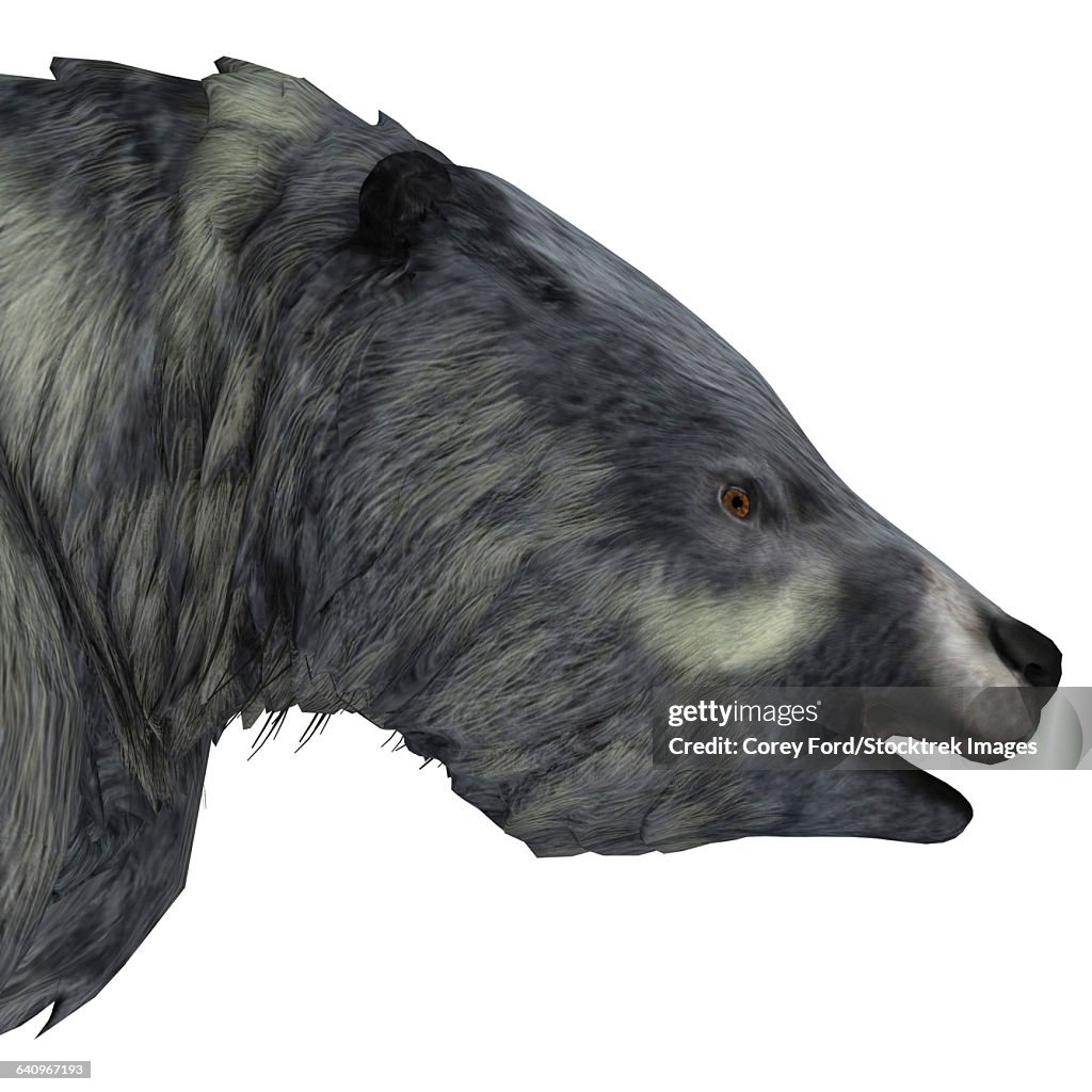 Eremotherium portrait on white background.