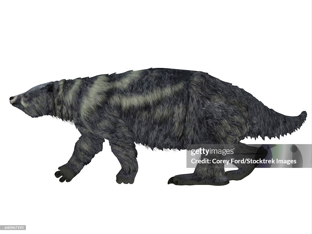 Eremotherium ground sloth, side view.