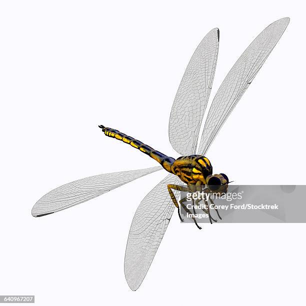 meganeura insect from the carboniferous period. - prehistoric era stock illustrations