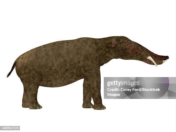 bildbanksillustrationer, clip art samt tecknat material och ikoner med platybelodon mammal, side view. - tertiär