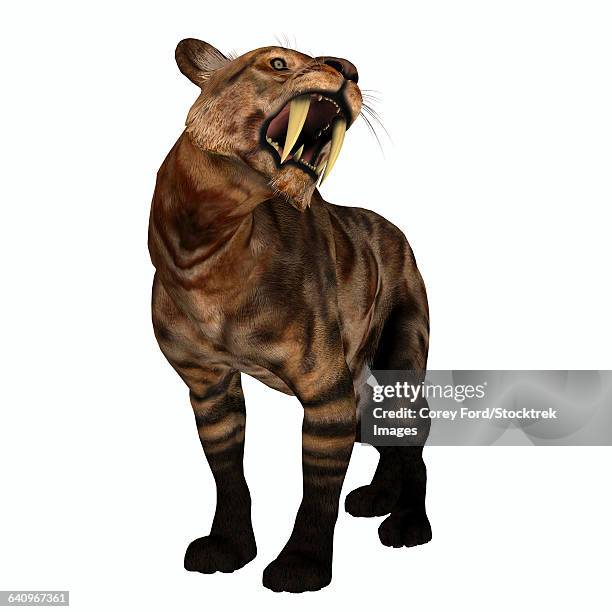 a saber-toothed cat on white background. - sharp toothed stock illustrations