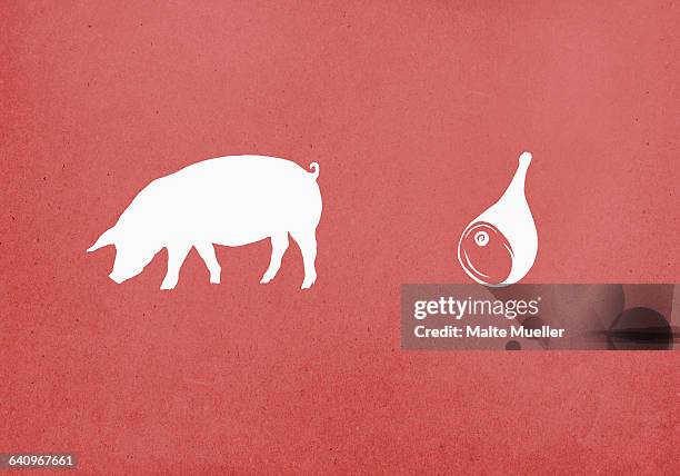 ilustraciones, imágenes clip art, dibujos animados e iconos de stock de pig and pork meat on red background - pig