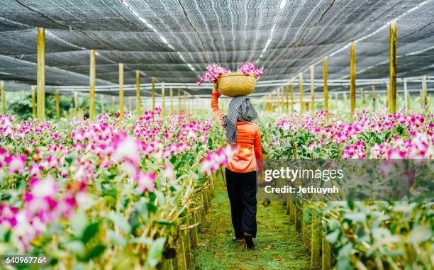 women gather flowers in orchid garden - singapore botanic gardens stock pictures, royalty-free photos & images