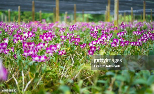 orchid garden - singapore botanic gardens stock pictures, royalty-free photos & images