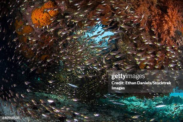 golden sweepers swim under a coral bommie in raja ampat, indonesia. - parapriacanthus stock-fotos und bilder