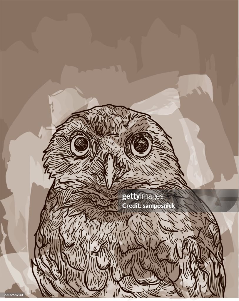 Burrowing Owl