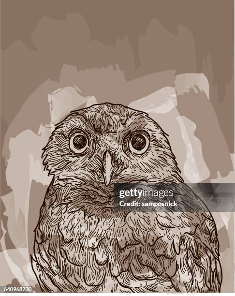 burrowing owl - burrowing owl stock illustrations