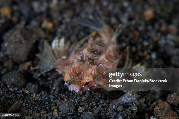 a dragon seamoth crawls across the sandy seafloor. - seamoth stock pictures, royalty-free photos & images