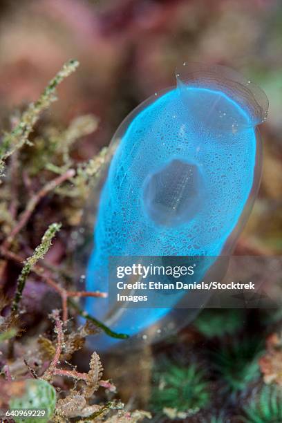 a beautiful tunicate grows on a reef in indonesia. - sea squirt stock pictures, royalty-free photos & images