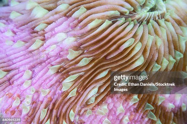detail of a beautiful mushroom coral on a reef in indonesia. - triángulo de coral fotografías e imágenes de stock