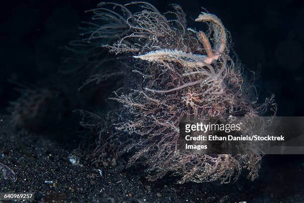 a hairy frogfish in lembeh strait, indonesia. - anglerfisch stock-fotos und bilder