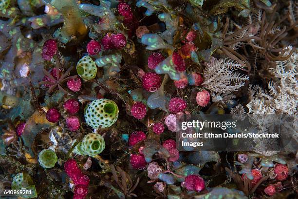 colorful tunicates grow among coral polyps. - 個虫 ストックフォトと画像