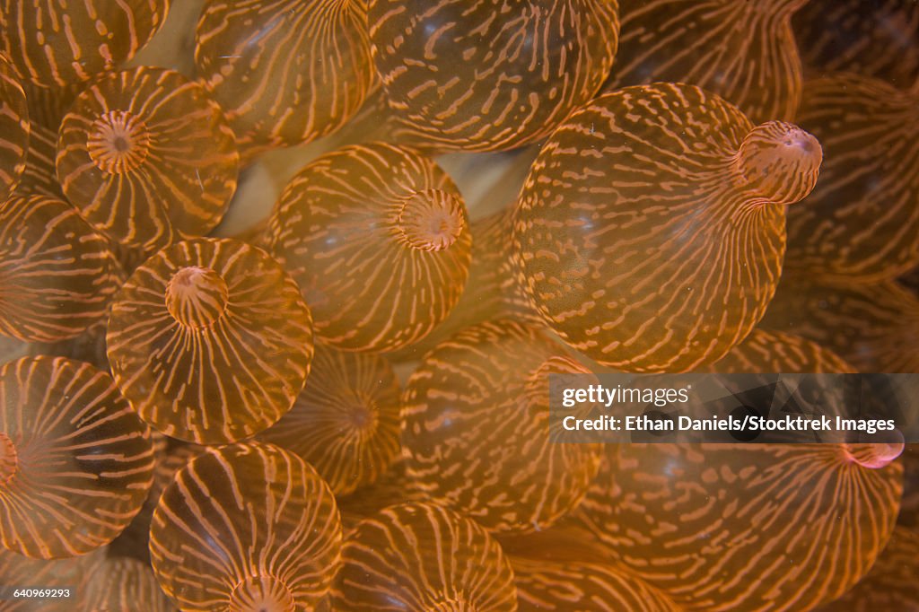 A bulbed anemone grows on a reef in Komodo National Park, Indonesia.