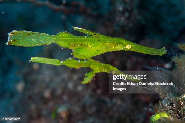 a pair of robust ghost pipefish in komodo national park, indonesia. - robust ghost pipefish stock pictures, royalty-free photos & images