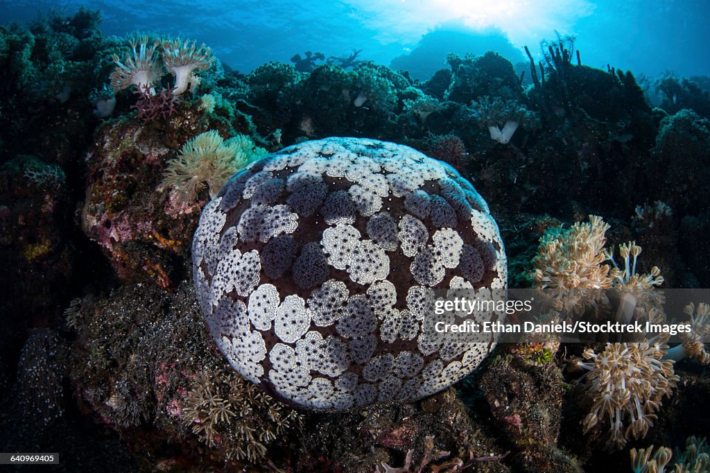 A pin cushion starfish clings to a coral reef.