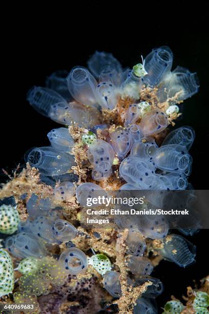 colorful tunicates grow on a reef in indonesia. - 個虫 ストックフォトと画像