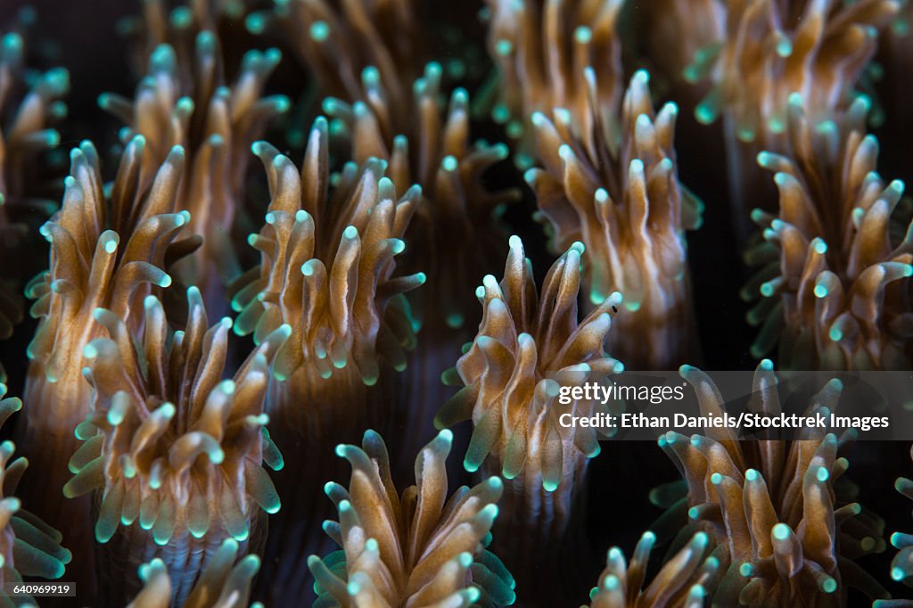 Polyps of a Galaxea coral colony grow on a reef in Indonesia.