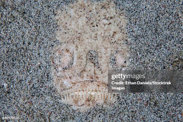 a stargazer fish camouflages itself in the sand. - stargazer fish stock pictures, royalty-free photos & images