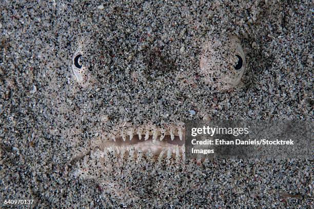 a stargazer fish camouflages itself in the sand. - stargazer fish stock pictures, royalty-free photos & images