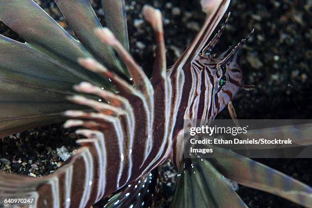 a kodipungi lionfish near the island of sulawesi, indonesia. - zebrafish ストックフォトと画像