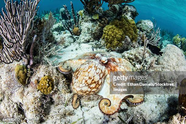 a caribbean reef octopus on the seafloor off the coast of belize. - atol stock pictures, royalty-free photos & images