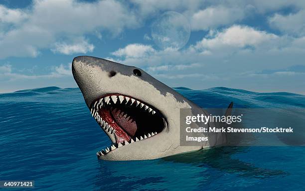 a giant megalodon shark. - megalodon stock illustrations