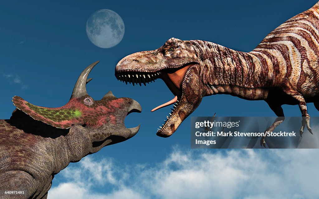 T Rex Rizers Triceratops Vs Tyrannosaurus Rex