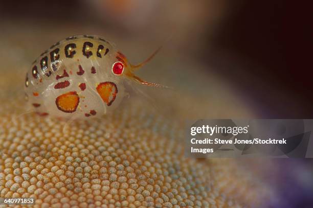 close-up view of a ladybug amphipod, cyproidea species. - amphipod stock pictures, royalty-free photos & images