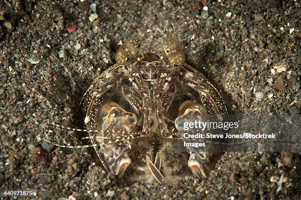 a spearing mantis shrimp in its burrow, indonesia. - mantis shrimp stock pictures, royalty-free photos & images