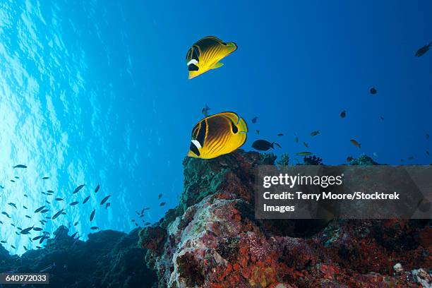a pair of racoon butterflyfish (chaetodon lunula) swimming in fiji waters. - raccoon butterflyfish stock pictures, royalty-free photos & images
