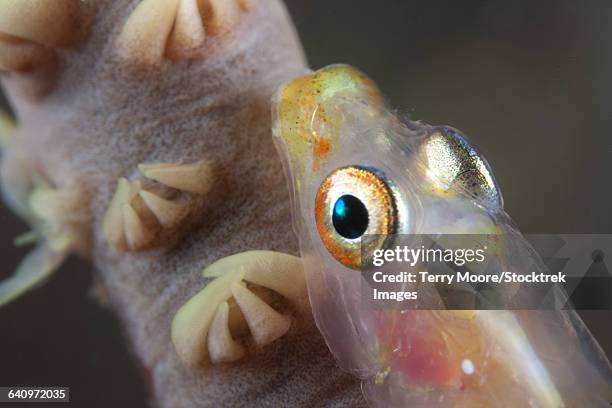 Goby Fish Translucent 157 Transparent Goby Stock Photos, High-Res Pictures, and Images ...